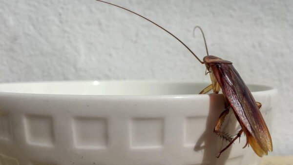 Insecticida y Saborizante Natural para Cucarachas e Insectos: Una Alternativa Eco-Amigable
