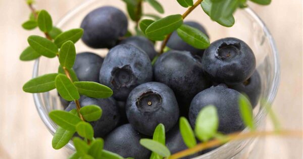 Arándanos: Beneficios y Recetas de Jugo Refrescante