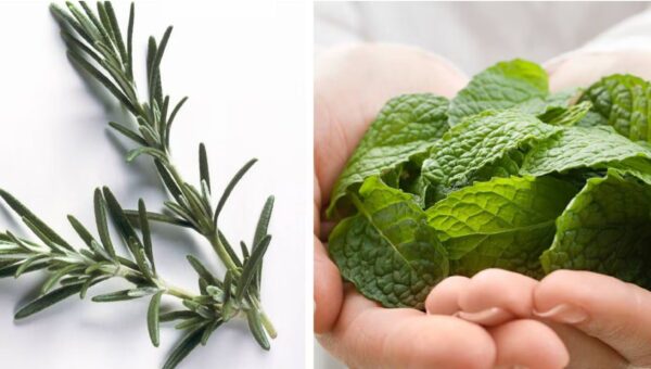 Hierbabuena y Romero: Una combinación natural para aliviar los dolores de rodilla, cartílago y cadera
