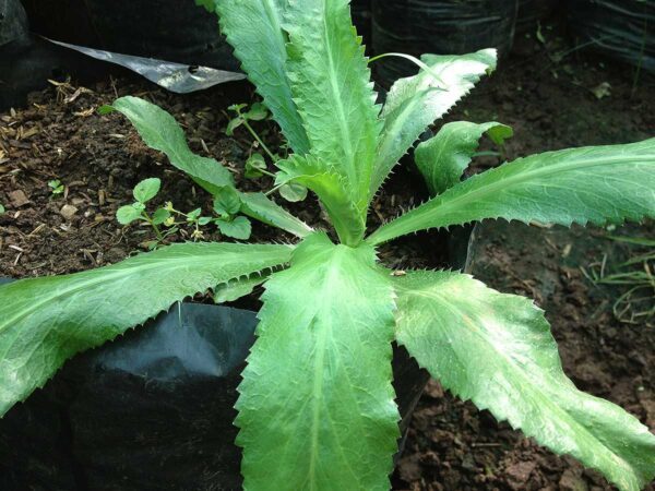 Cilantro silvestre morfina natural