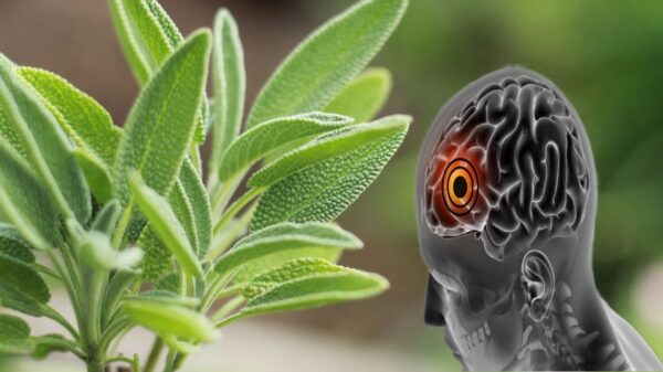 Uso de la Salvia para la Parálisis Cerebral y la Circulación de la Sangre