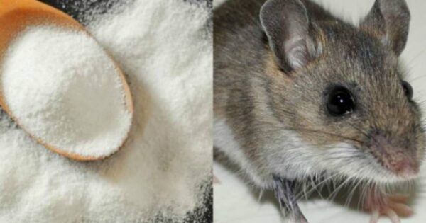 Remedios Caseros para Deshacerte de las Ratas del Hogar