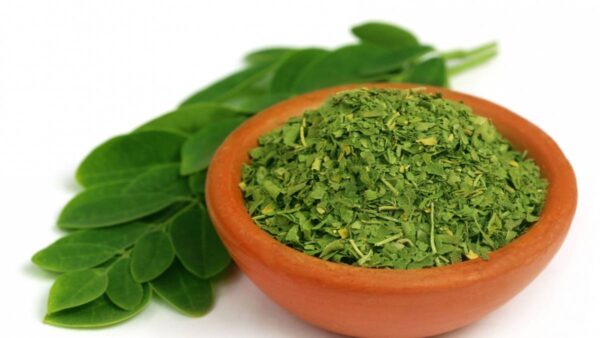 Hojas de Moringa: Beneficios para los Riñones, Arterias, Ácido Úrico y Producción de Insulina