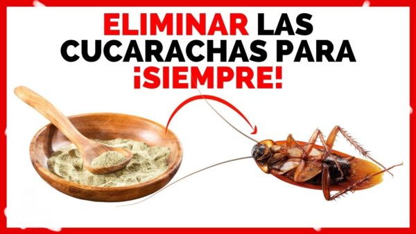 Pon Esto en las Esquinas de tu Casa y No Volverás a Ver ni una Cucaracha