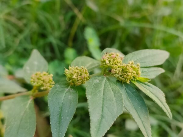 Euphorbia Hirta: Descubre los Increíbles Beneficios y Usos que No Conocías de esta Planta Medicinal