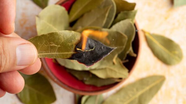 Los secretos de quemar hojas de laurel en tu hogar: Mejora tu salud y energía