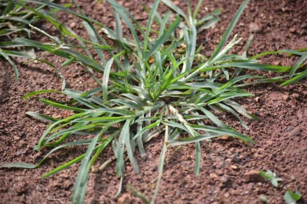 Goosegrass: La Planta que Crece en tu Jardín y Puede Mejorar tu Salud con Estos 15 Usos
