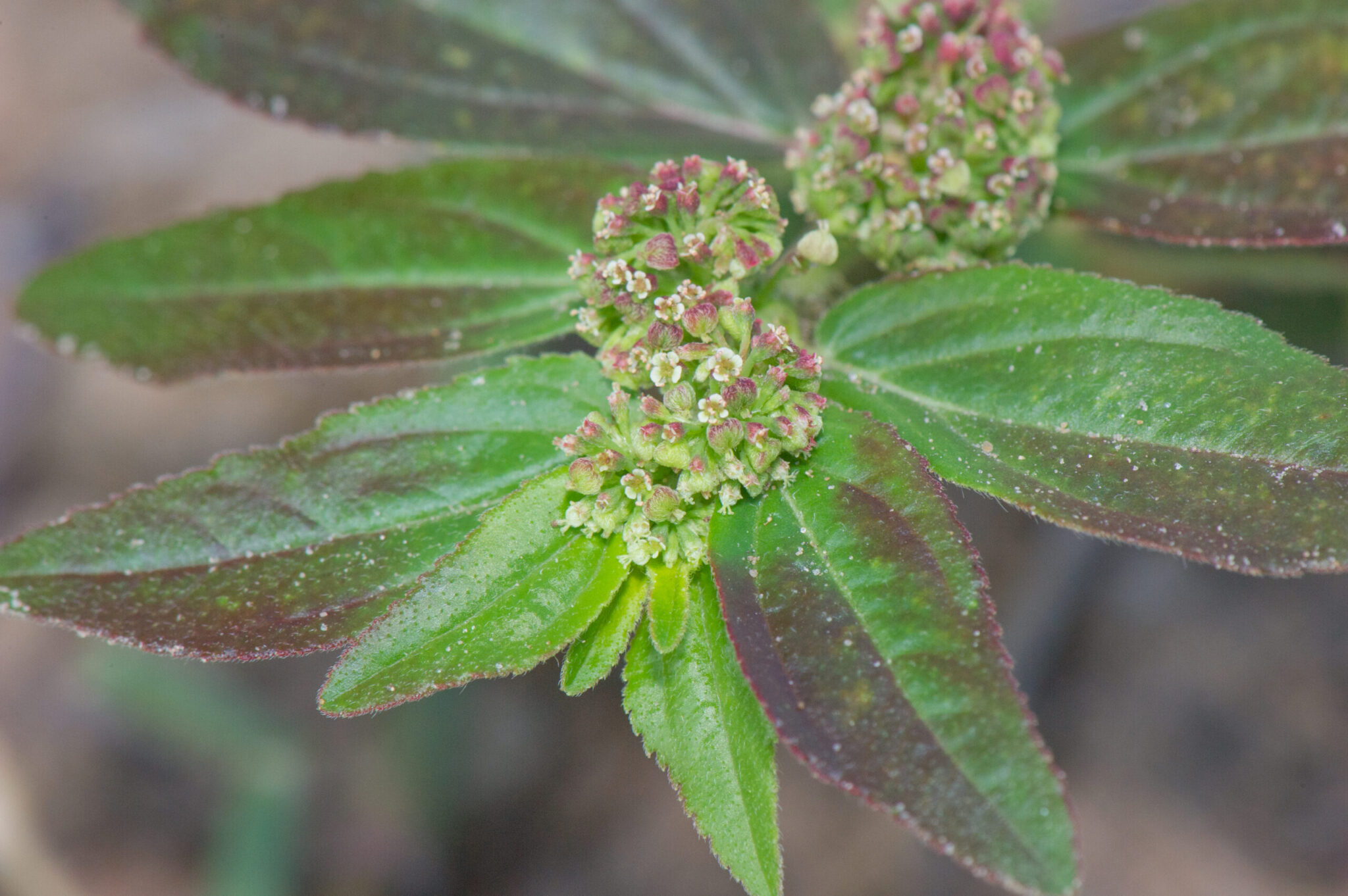 Euphorbia Hirta: Descubre Los Increíbles Beneficios Y Usos Que No