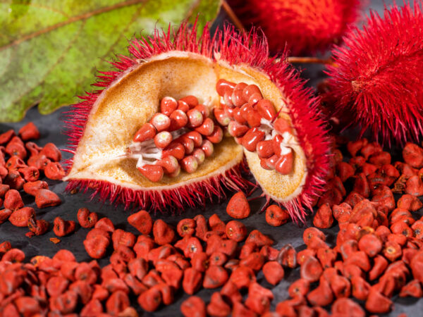 "Achiote: Descubre el Remedio Natural que Puede Combatir Más de 15 Problemas de Salud"