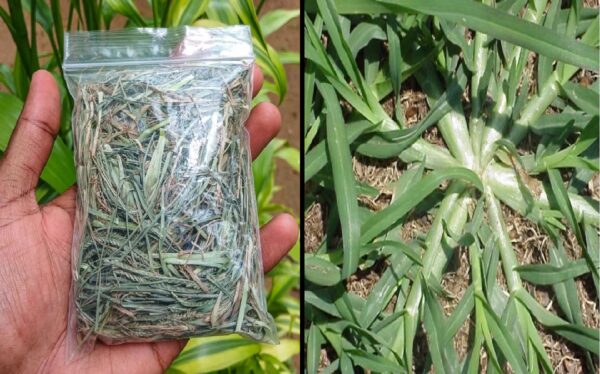 Propiedades y Usos de la Hierba de Ganso para Tratar 15 Problemas de Salud