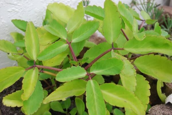 "Bryophyllum pinnatum o Hoja de Aire: Usos, Recetas y Precauciones de Esta Planta Milagrosa"