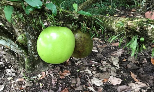 Higuero o Jícaro: El Poderoso Árbol Medicinal que Debes Conocer