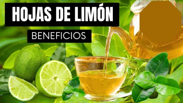 Hojas de Limón: Propiedades Ocultas y Recetas para Mejorar tu Salud