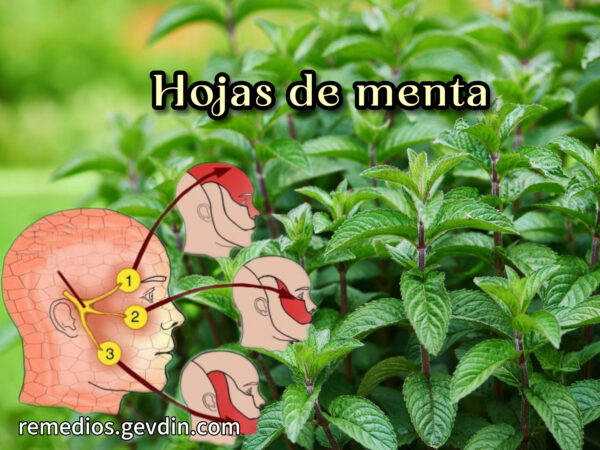 Cómo Consumir Hojas de Menta para Tratar Problemas de Salud Comunes y Más