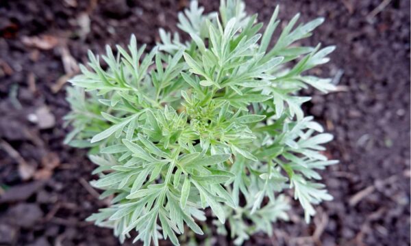 Planta Milagrosa de Mugwort: Usos, Recetas, Beneficios, Propiedades y Precauciones