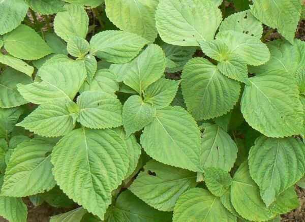 "La Planta Perilla: Remedios Naturales, Recetas y Propiedades Curativas que No Conocías"