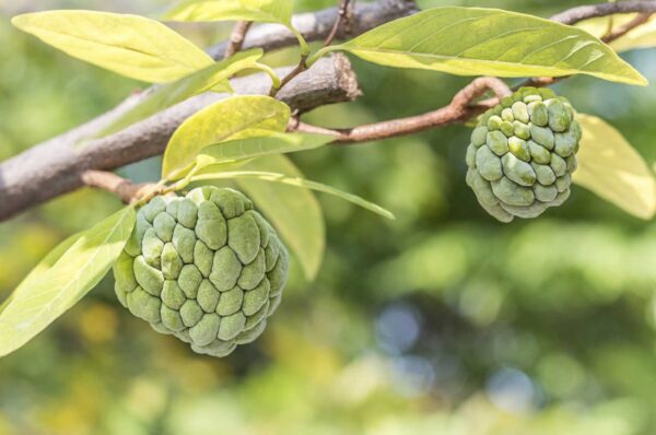 Usos Curativos del Anón: Cómo Aprovechar la Fruta y las Hojas para tu Bienestar