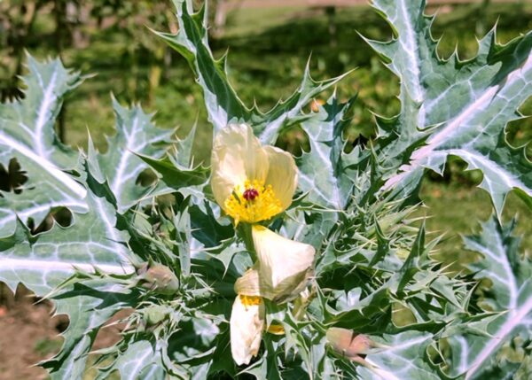 Cardo Santo: Todo lo que Necesitas Saber Sobre Sus Propiedades, Beneficios y Cómo Usarlo Correctamente