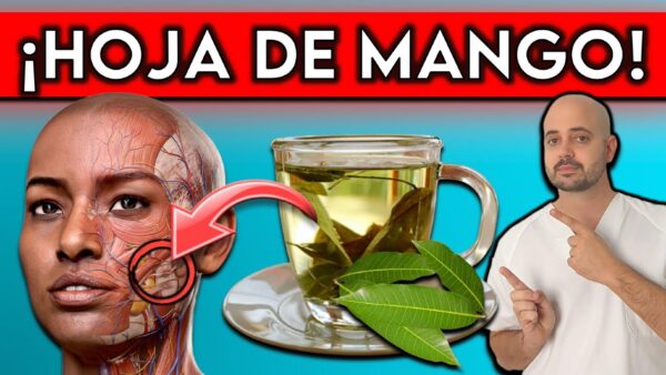 Hojas de mango: Un remedio natural con beneficios que no conocías