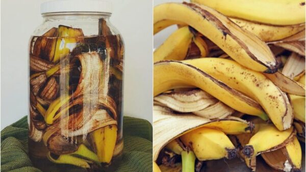 "De Desecho a Tesoro: Cómo Usar la Cáscara de Plátano para Fertilizar y Mejorar la Salud"