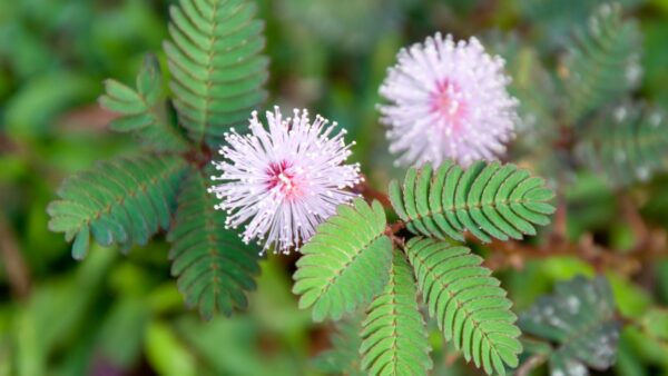“Mimosa Pudica: La Planta Sensitiva con Propiedades Curativas Sorprendentes”