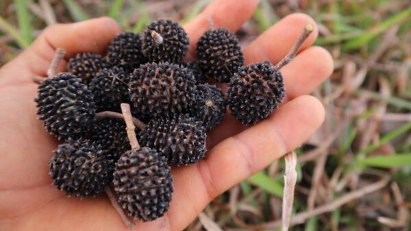 Usos y Beneficios de las Pepas de Guázima: Propiedades Medicinales y Recetas Efectivas