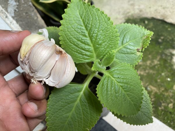 Combina Orégano Orejón y Ajo para Aliviar Tu Salud Naturalmente