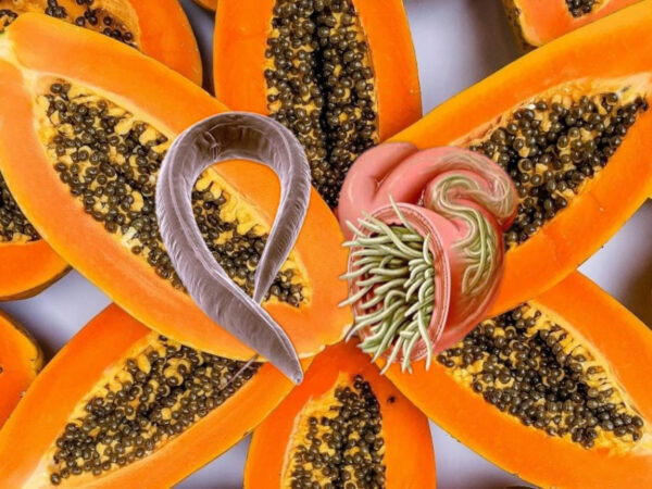 "Papaya y Semillas para Limpiar el Colon y Eliminar Parásitos: Beneficios, Precauciones y Más"
