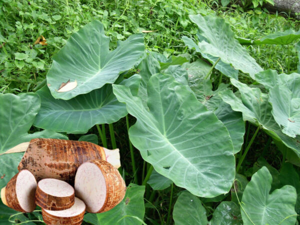 "Raíz de Taro (Colocasia esculenta): Usos, Beneficios y Recetas para la Salud"
