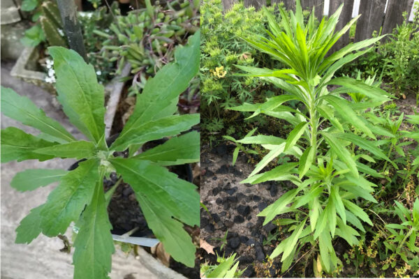 "Venadillo o Chacá: Conoce Todos sus Poderosos Usos Medicinales, Beneficios y Recetas"