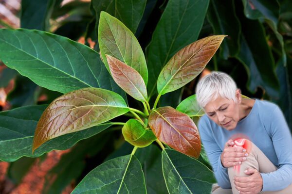 "Descubre Cómo Usar las Hojas de Aguacate para Aliviar Dolor en Rodillas y Articulaciones"