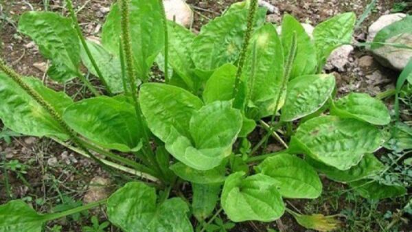 Descubre los 20 Usos del Llantén para Mejorar Tu Salud Naturalmente