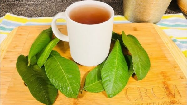 "Hojas de Guayaba: El Secreto Natural para Tratar 15 Afecciones Comunes"