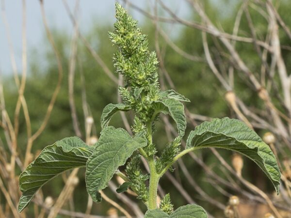 "¿Sabías que el Bledo Ayuda a Tratar Estos 10 Problemas de Salud? Aprende sus Beneficios y Recetas"