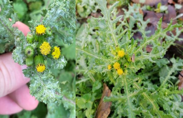 "Propiedades Medicinales de la Senecio vulgaris: Usos, Recetas y Precauciones Clave"