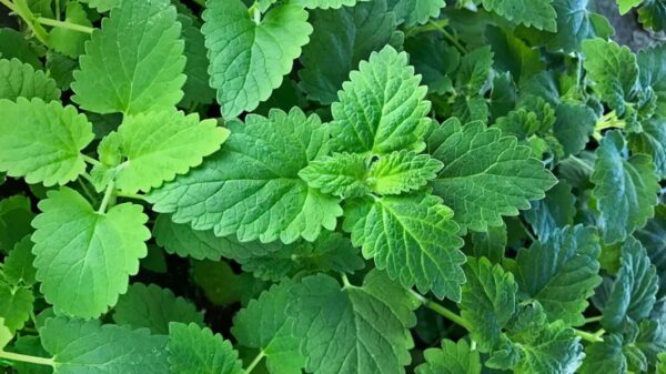 "Hierba Gatera (Nepeta cataria): Remedios Naturales, Recetas y Usos que no Conocías para tu Salud"