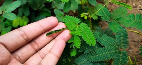 "Mimosa Pudica: Descubre Sus 4 Usos, 20 Beneficios para la Salud y Recetas Caseras"