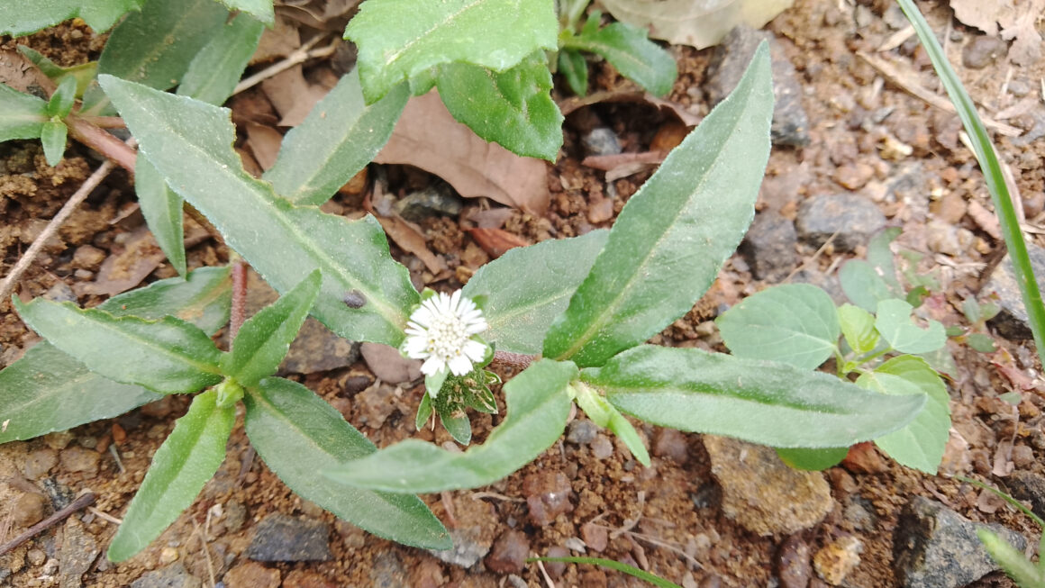 Eclipta Prostrata