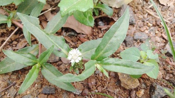 "Eclipta Prostrata: Beneficios para el Cabello, la Piel y la Salud General"