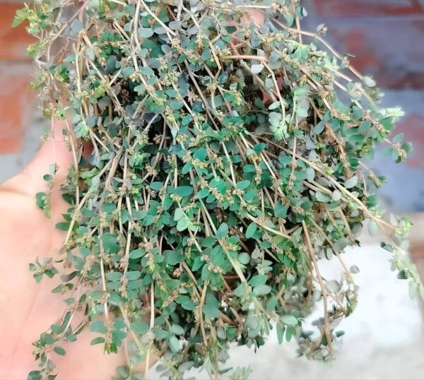 "Planta Alfombra de Arena: Propiedades Curativas, Beneficios y Recetas Naturales"