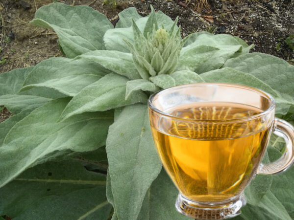 Gordolobo: 18 Beneficios de sus Hojas, Flores y Raíces + 3 Recetas y Propiedades