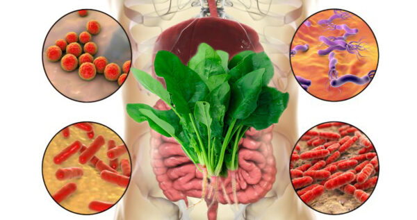 Cómo Usar Espinacas Para Eliminar Bacterias y Limpiar los Intestinos: Recetas, Beneficios y Precauciones