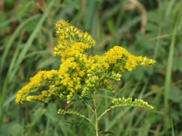 La Vara de Oro: Remedio Natural para Dolores Articulares y Problemas Urinarios