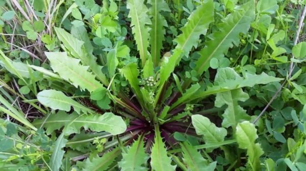 "Lechuga Espinosa: Propiedades, Beneficios y Cómo Usarla en tu Vida Diaria"