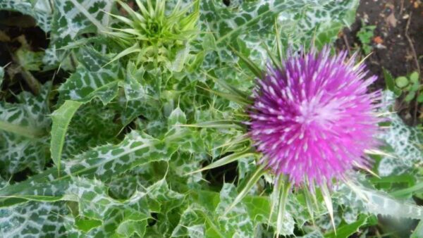 Usos Medicinales del Cardo Salvaje: Propiedades y Beneficios para la Salud