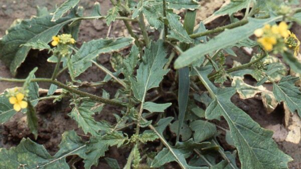 Mostaza Silvestre: Usos y Beneficios