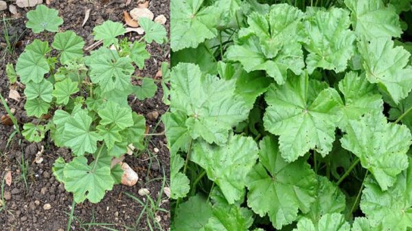 "Malva: Propiedades Ocultas y Cómo Usarla en 4 Formas Diferentes"