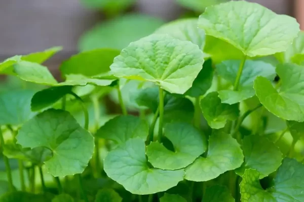 "Usos y beneficios de la centella asiática: Receta potente para la salud"