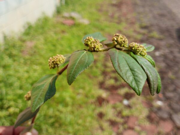 "Euphorbia Hirta: Beneficios, Recetas y Propiedades Medicinales"