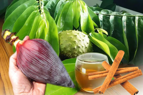 “Cómo Usar Flor de Plátano y Hojas de Guanábana para la Salud”